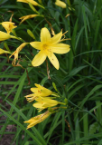 Hemerocallis lilioasphodelus2
