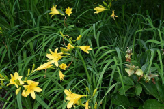 Hemerocallis lilioasphodelus1
