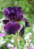 Iris barbata elatior Superstition