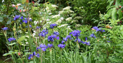 Iris sibirica Berlin Ruffles