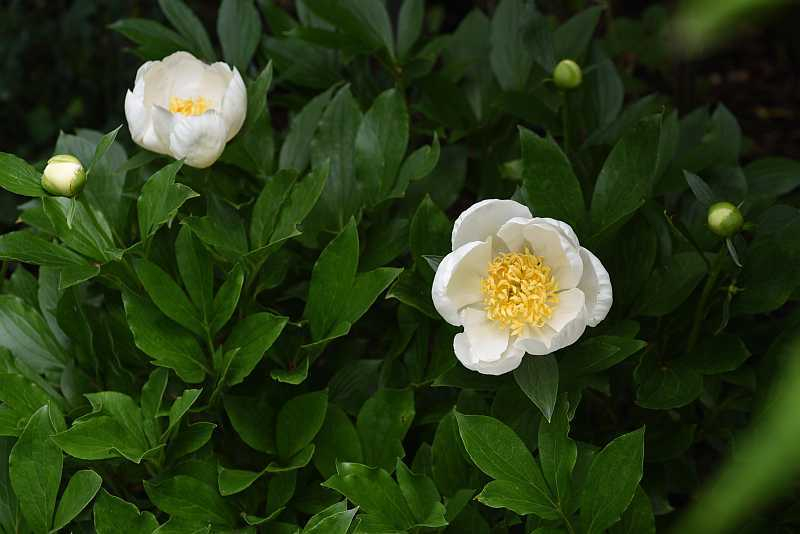 Paeonia Jan van Leeuwen