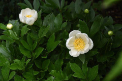 Paeonia Jan van Leeuwen