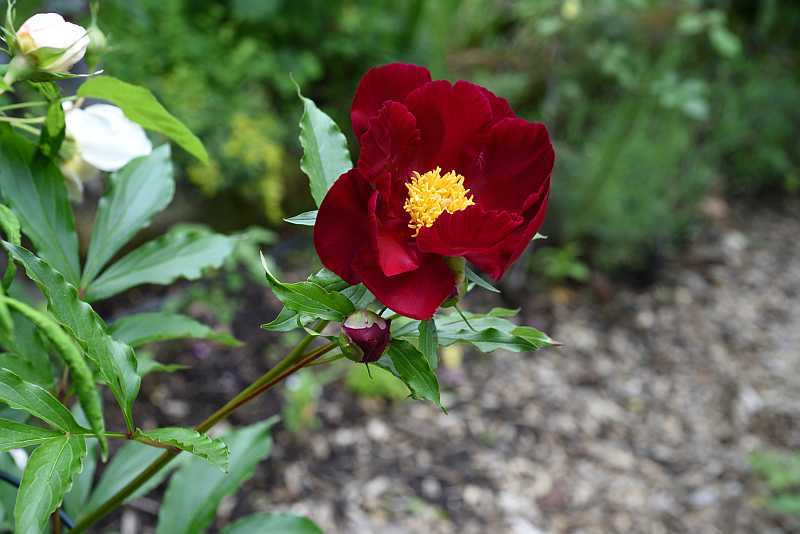 Paeonia Mme Antoine Riviere