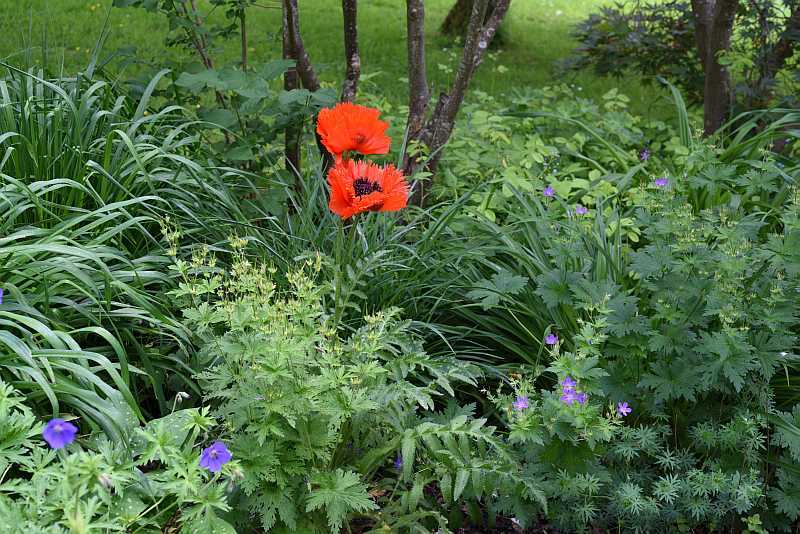 Papaver Türkenlouis