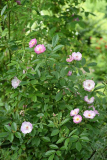 Rose Gaard um Titzebierg