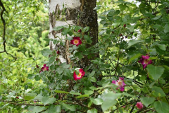 Rose Hiawatha1