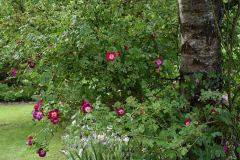 Rose Hiawatha3