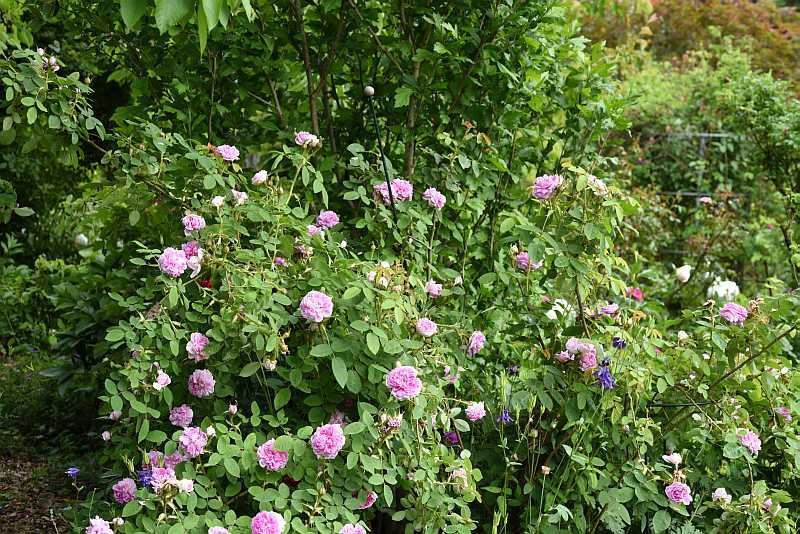 Rose Soupert et Notting
