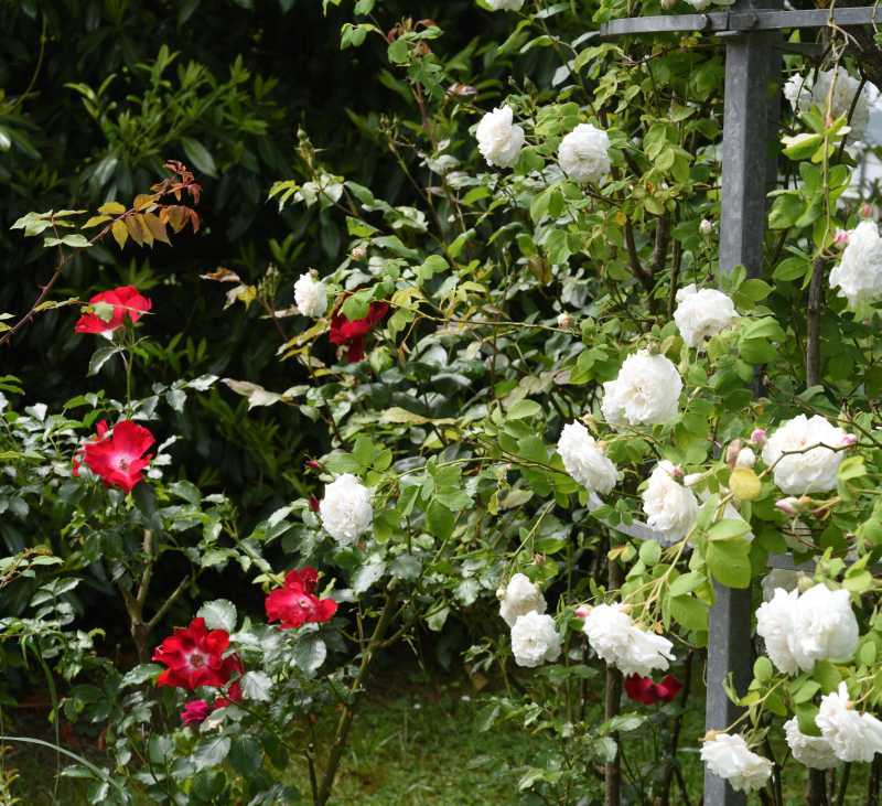 Rosen Mme Plantier und Dortmund