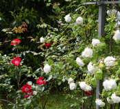 Rosen Mme Plantier und Dortmund