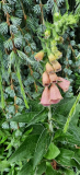 Digitalis x mertonensis