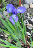 Siberica Blue King