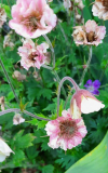 Geum zweifarbig
