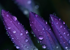 [galerie pid=15218]