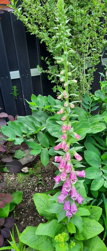 Gefleckte Digitalis