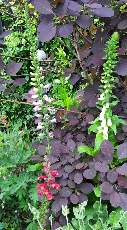 3 x Digitalis