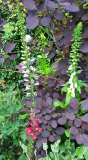 3 x Digitalis