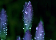 [galerie pid=15219]