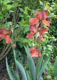 Braune Iris