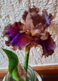 Panjandrum in der Vase