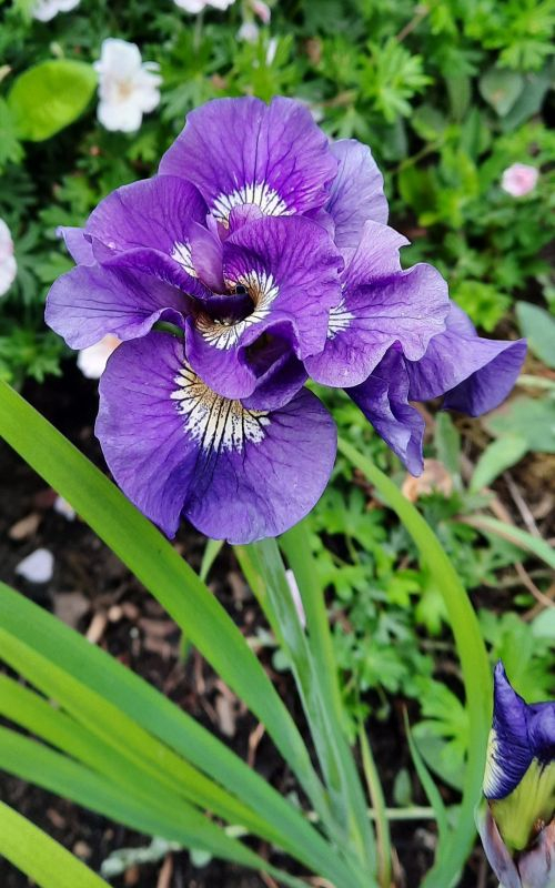 Iris siberica 