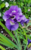 Iris siberica "Bundle of Joy"