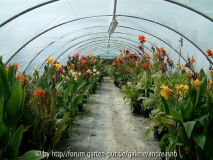 Topcanna GWH 1