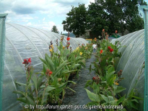 Topcanna GWH 2