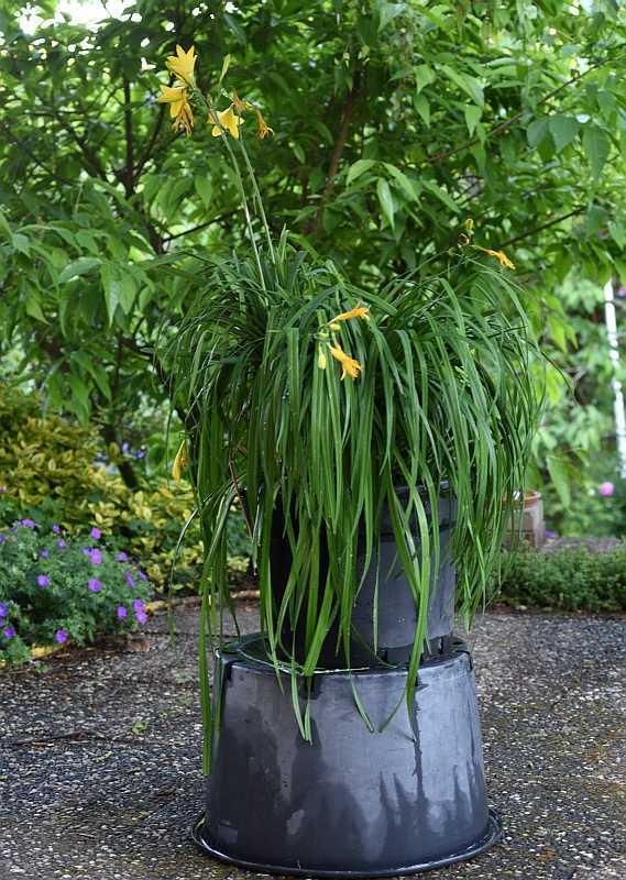 Überschuss Hemerocallis lilioasphodelus