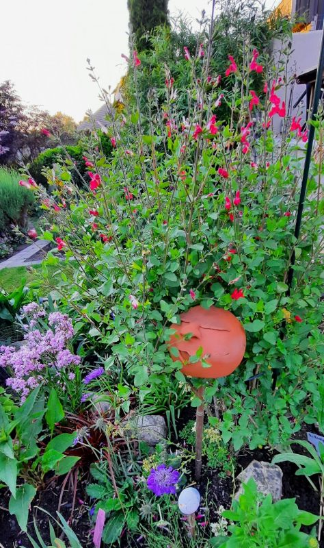 Salvia lamiac. Hot Lips