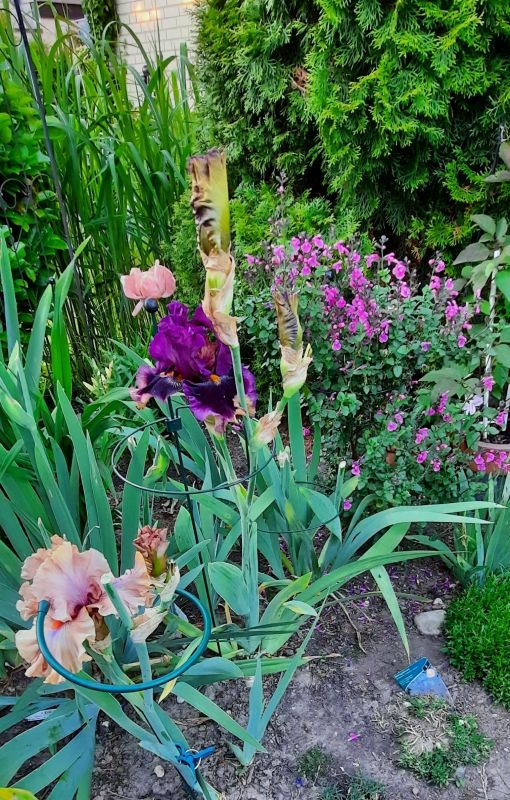 Iris und Salvia lamiac. Rosa