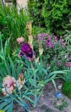 Iris und Salvia lamiac. Rosa
