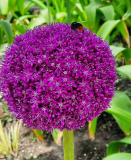 Überall Allium
