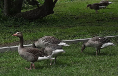 Auch Besucher