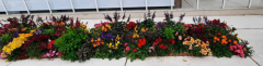 Buntes Beet vor dem Greene House
