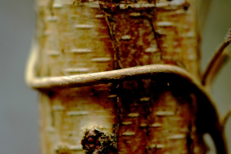 Lonicera 2
