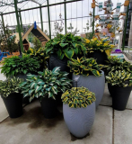 Hostas
