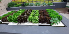 Schwimmender Salat