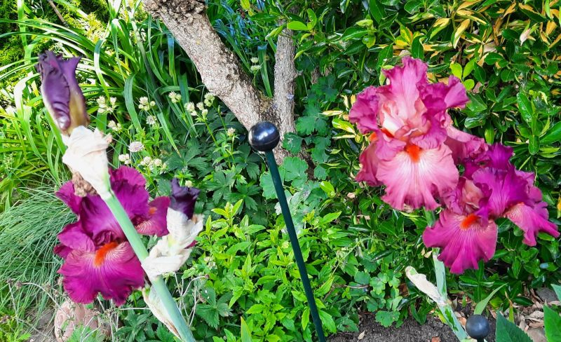 Rote Iris ohne Namen