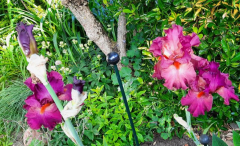 Rote Iris ohne Namen