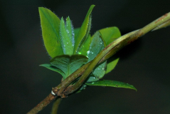 Lonicera 3