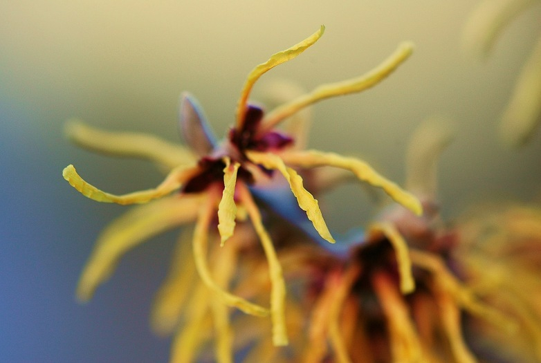 Hamamelis Orange Beauty 1
