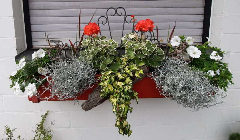 Blumenkasten Juni 2022