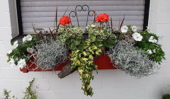 Blumenkasten Juni 2022
