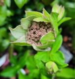 Astrantia Maxima