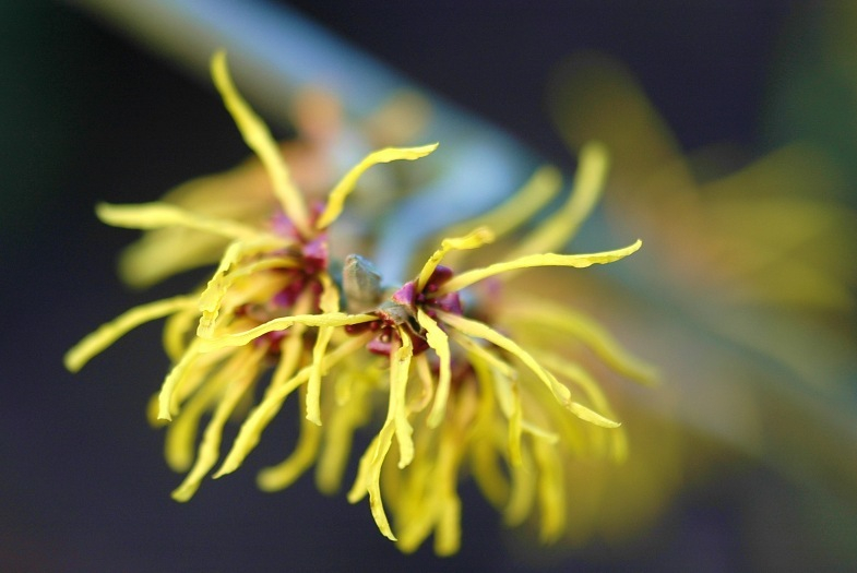 Hamamelis Orange Beauty 2