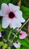 Hellrosa Thunbergia