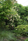 Rose Ghislaine de Féligonde1