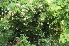 Rose Ghislaine de Féligonde2