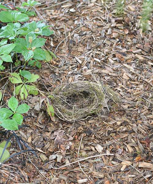 Nest näher